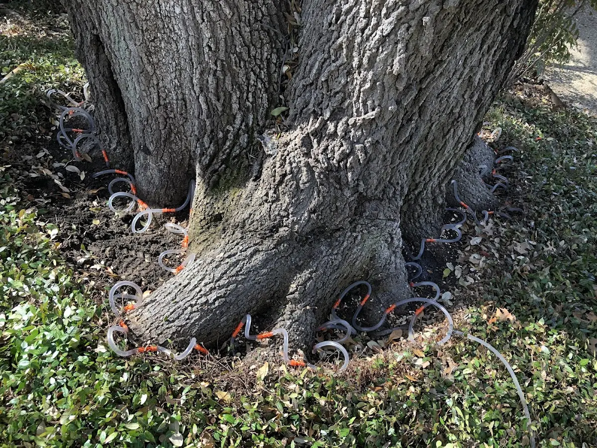 Detailed Tree Cabling and Bracing job site in Cokeburg
