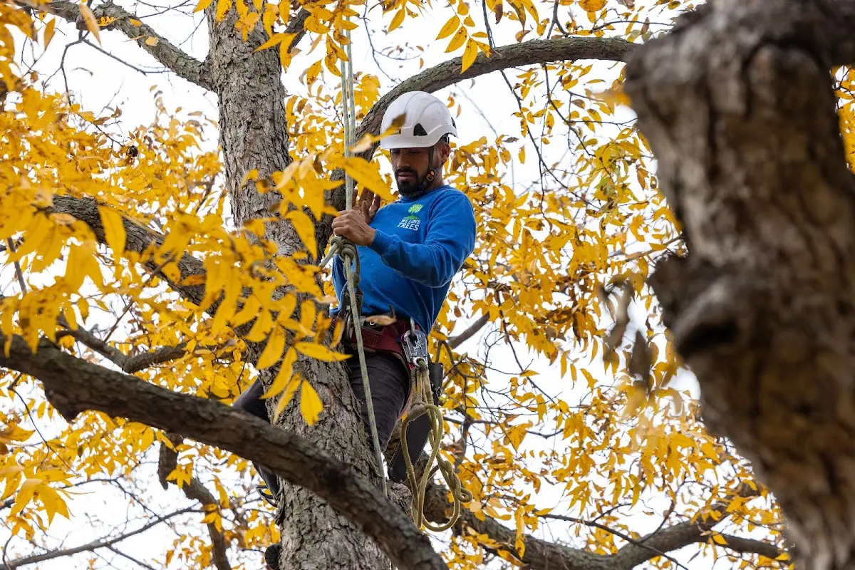Skilled Tree Pruning crew working in Cokeburg