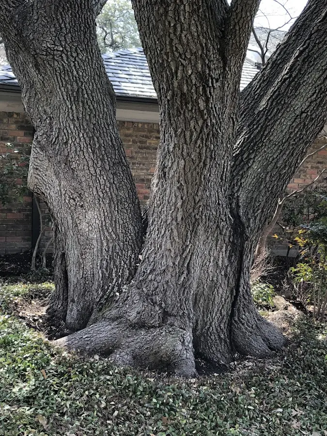 Mature heritage tree close to a Cokeburg property cared for by certified arborists